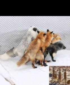 Create meme: animals, Fox and Fox, Fox
