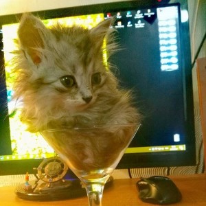 Создать мем: кот пьет сок, кот смешной, кот