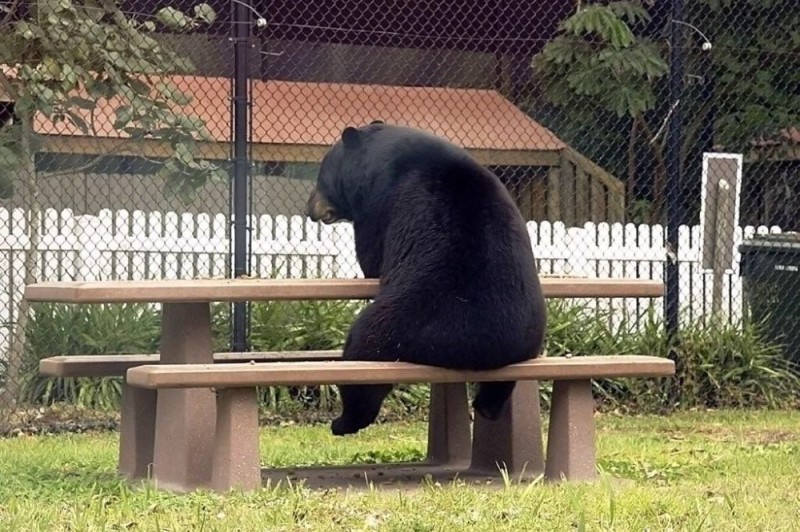 Создать мем: грустит один медведь, ждем санкций медведь, медведь медведь