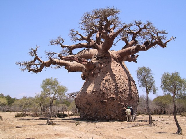 Create meme: baobab, baobab tree, the baobab is the thickest tree