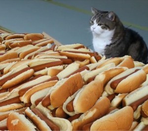 Create meme: cat, cat, hot dog bun