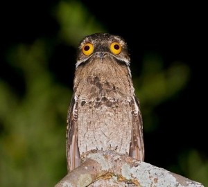 Create meme: potoo bird, strange bird, giant Nightjar