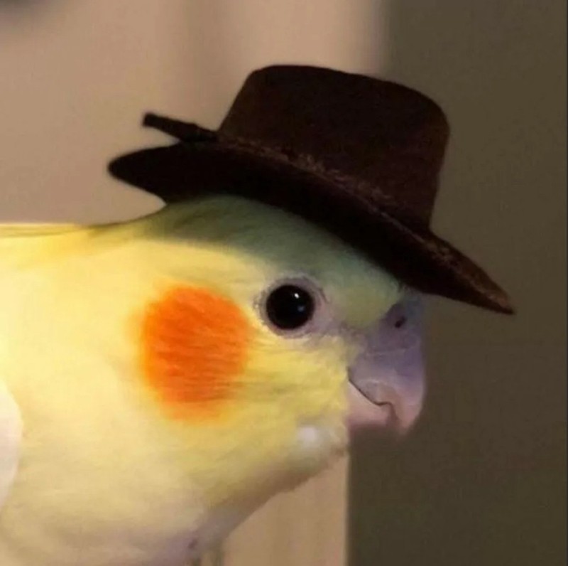 Create meme: scp-087, Corella parrot, parrot hat