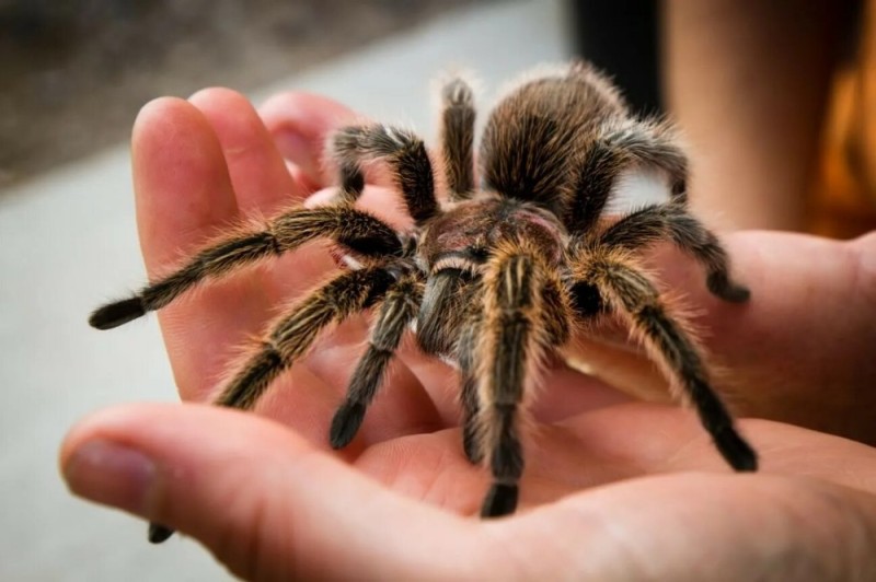 Create meme: spider tarantula, tarantulas, South Russian tarantula