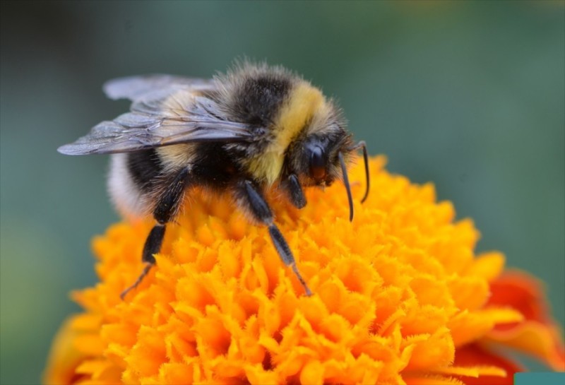 Create meme: fruit bumblebee, bumblebee macro, saffron bumblebee