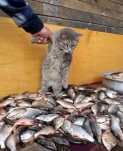 Создать мем: держи меня, котоматрица, кот рыболов