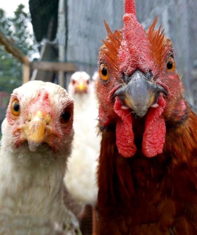 Create meme: photo of a chicken, bird chicken , funny chicken