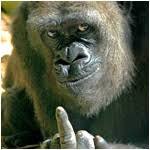Create meme: monkey, funny monkey photo with captions, funny pictures about monkeys with inscriptions