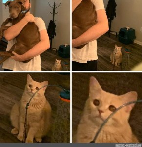 Create meme: cat , cat meme, cat meme