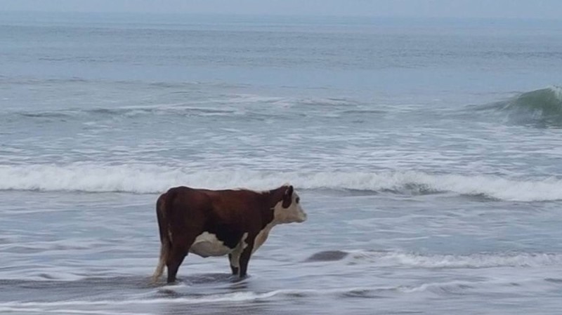 Создать мем: корова в море мем, корова на берегу, корова смотрит на море