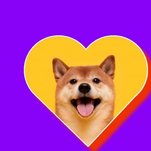 Создать мем: собака сиба ину, shiba inu, шиба ину