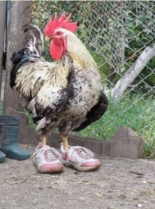 Create meme: chicken, hen and rooster, cock in sneakers