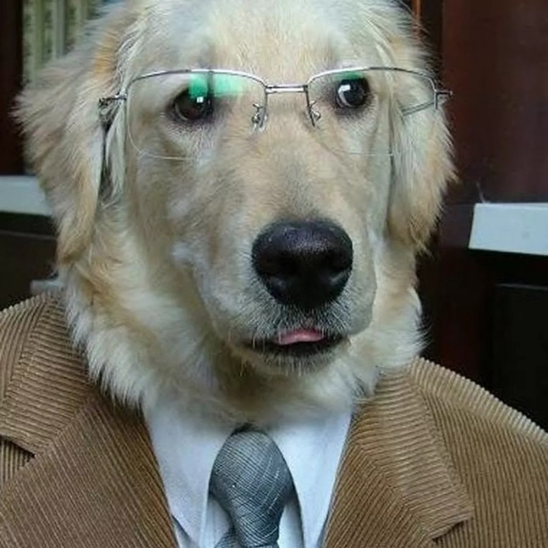 Создать мем: серьезная собака, собака ученый, собака смешная