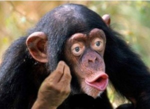Создать мем: шимпанзе бонобо, обезьяна макака, обезьяны шимпанзе