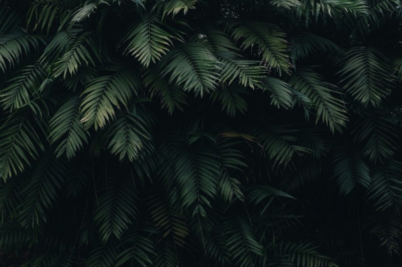 Create meme: leaves on a dark background, jungle x, the background is tropical