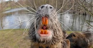 Create meme: swamp beaver, nutria