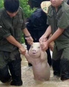Создать мем: китайская свинья, пастух свиней, сиськи свиньи