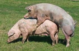 Create meme: mating pigs, pig breed Landrace, mating pigs