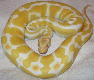 Создать мем: тигровый питон нормал, albino python, тигровый питон альбинос фото