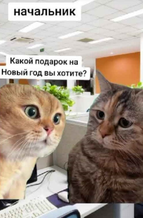 Create meme: cute cats funny, cats are funny, cat funny 