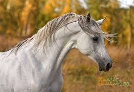 Создать мем: лошадь, белый арабский скакун, белая лошадь