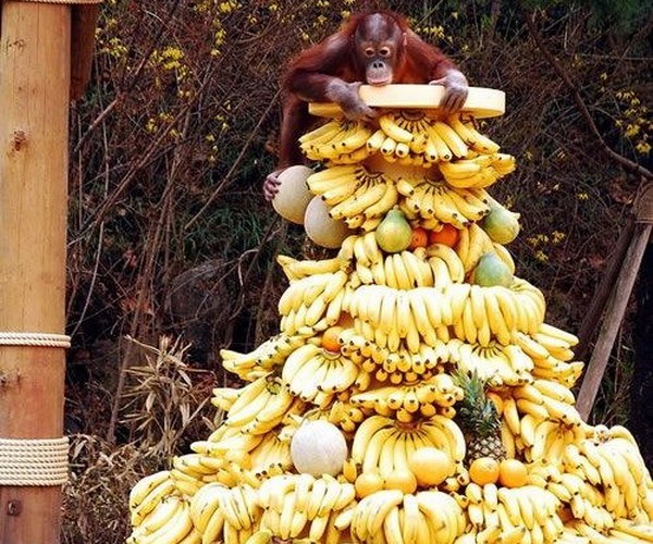 Создать мем: фруктовая ёлка, обезьянка и бананы, обезьяна на пальме с бананом