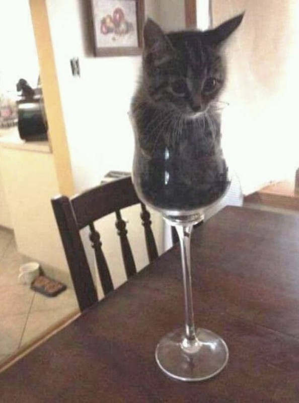 Создать мем: кот с винишком, кошка с вином, кот с вином