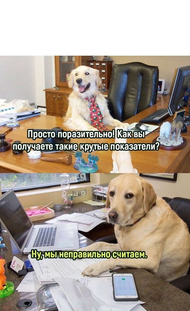 Create meme: dog , the dog in the office, dog funny