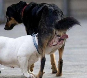 Создать мем: dog, собака, dog fight