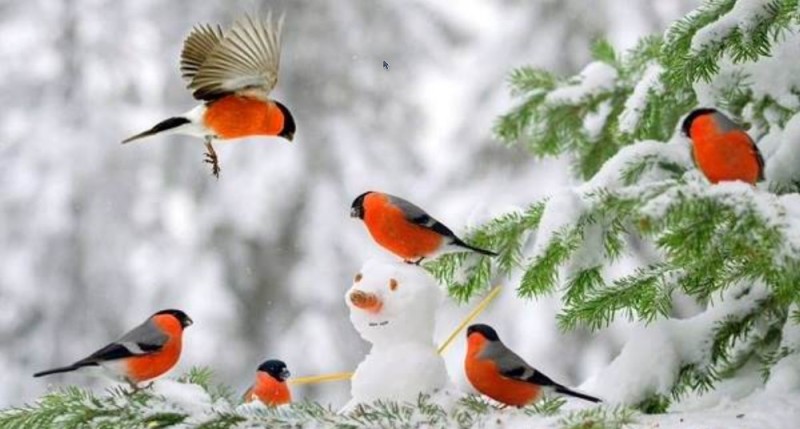 Создать мем: зима снегири, зима птицы, снегири на снегу
