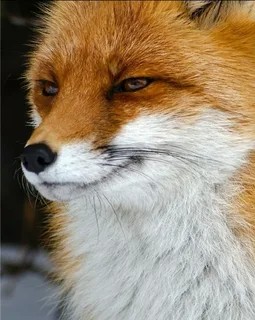 Create meme: the fox is cunning, the sly fox, sly Fox 