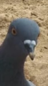 Create meme: stupid pigeon, photo of pigeon Arcadia, Daniel dove