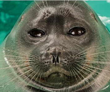 Create meme: Baikal seal , seal , eyes of the Baikal seal