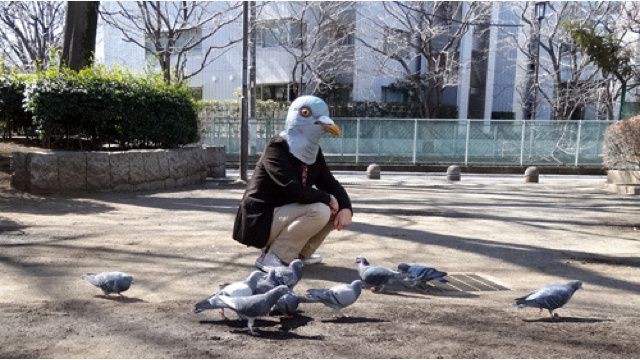 Create meme: Twitter , tame pigeon, people dove