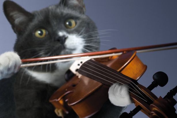 Create meme: the cat with the violin, The fiddler cat, cat musician