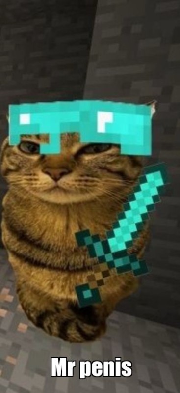 Create meme: cat pfps, cat , cool kittens