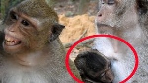Create meme: monkey milk photo, Monkey Business, photograph of a hungry monkey