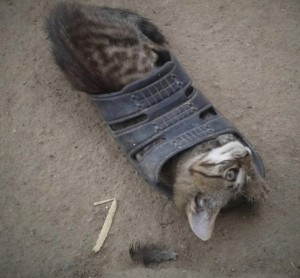 Create meme: the cat got stuck in the slipper, the cat in boots, the cat took a shit in his sneakers