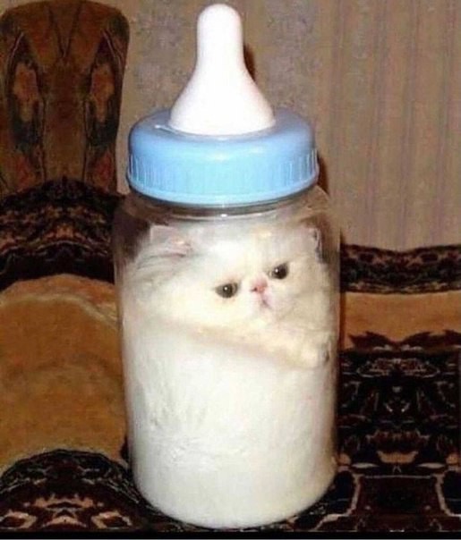 Создать мем: кот смешной, кошки жидкость, коты жидкость