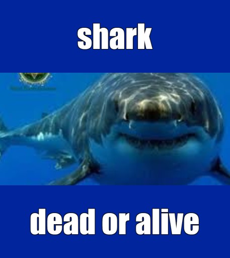 Create meme: shark , great white shark , big shark