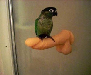 Create meme: parrot home