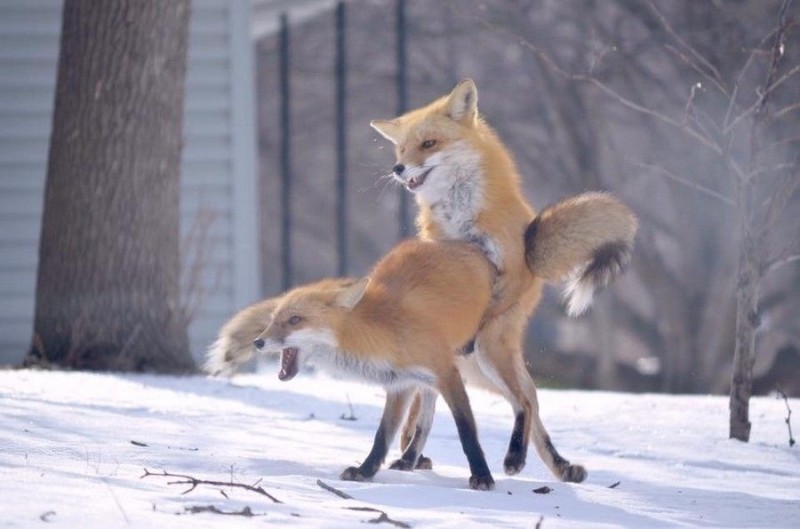 Create meme: fox joke, red Fox, foxes mate