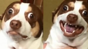 Создать мем: милый пес, собака с выпученными глазами мем, mr bubz порода собаки