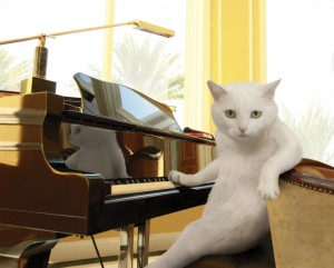 Create meme: playing the piano, to play the piano, the cat plays the piano