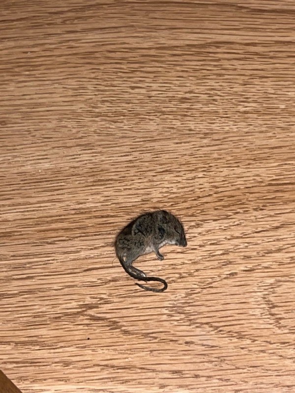 Создать мем: домовая мышь, мышь полевая, мышь декоративная