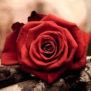 Create meme: red roses, red roses vertical photo, roses beautiful pictures