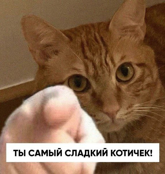 Создать мем: милый котик мем, мемы с котиками, мемы с котами