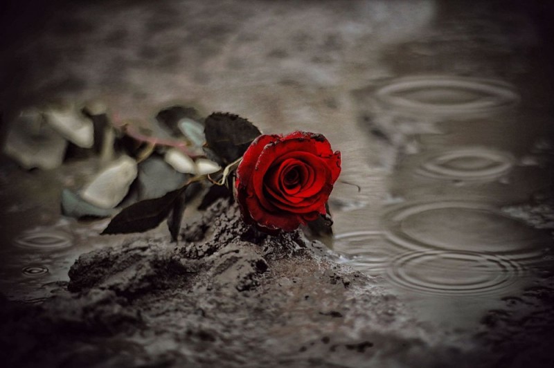 Создать мем: брошенные цветы, розы под дождем, алые розы