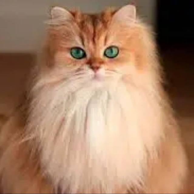 Создать мем: кошка смузи, персидская кошка, британская длинношерстная кошка смузи