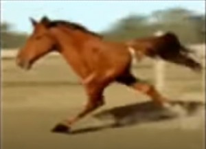 Create meme: horse horse, horse, two-legged horse